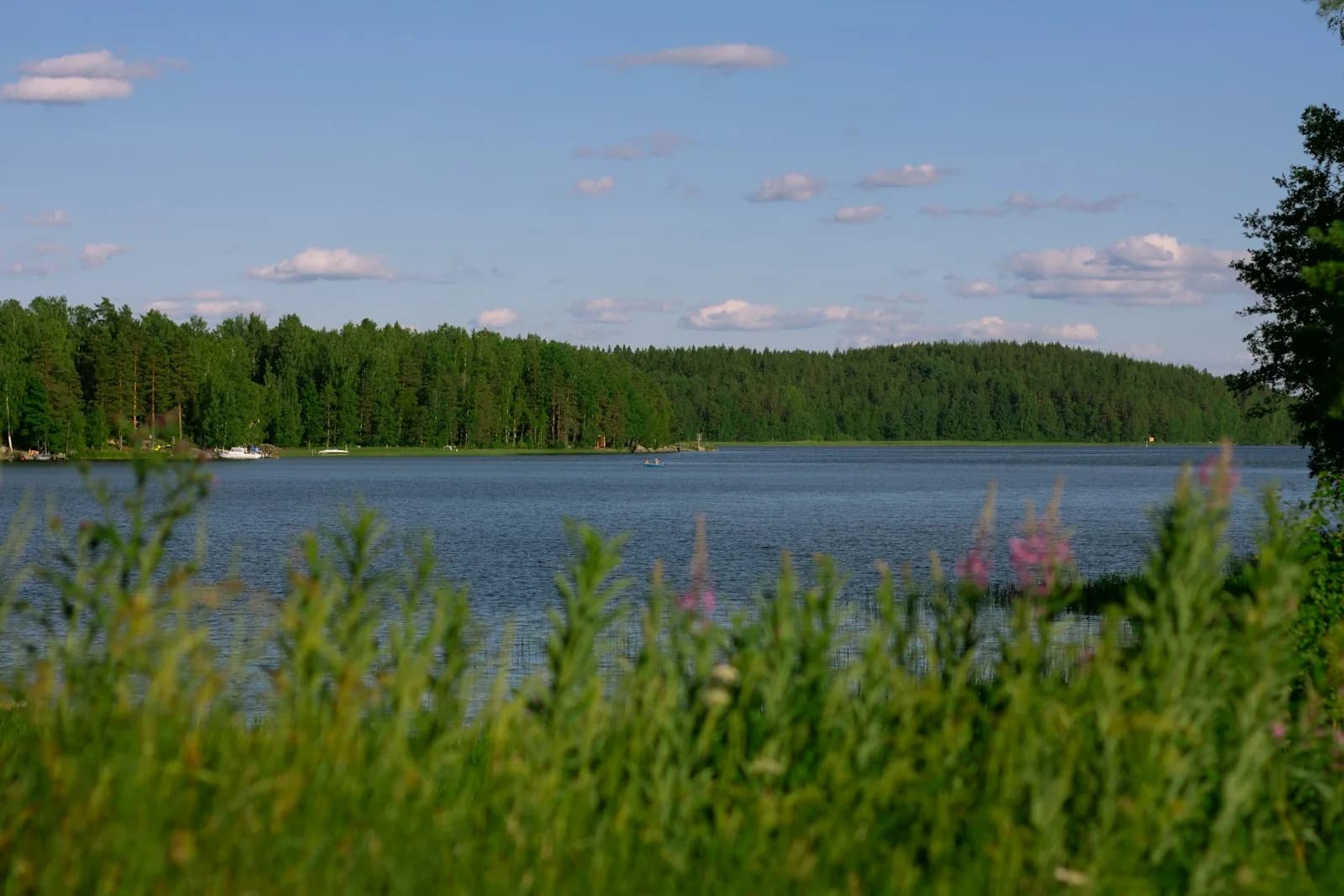 Tyyni Kiantajärven lahdelma kesäpäivänä, vihreä rantaviiva taustalla