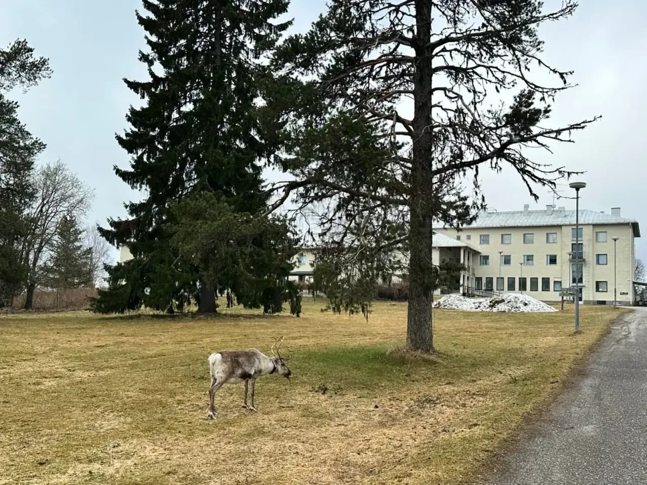 Poro laiduntaa rauhallisesti Kurimon majatalon pihapiirissä korkeiden kuusten katveessa